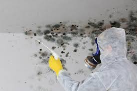 Best Mold Documentation for Insurance Claims  in Holmes Beach, FL